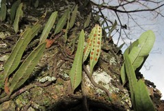 Microgramma squamulosa