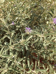 Solanum elaeagnifolium