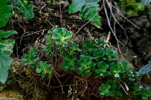 Foto de Aeonium Catavento
