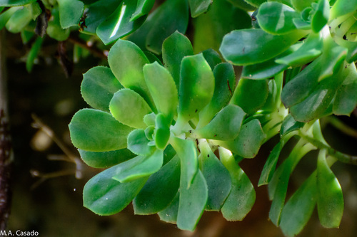 Foto de Aeonium Catavento