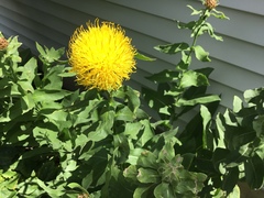 Centaurea macrocephala