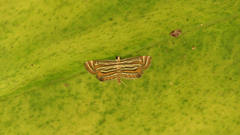 Parapoynx villidalis
