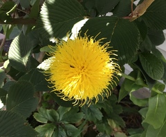 Centaurea macrocephala