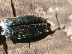 Buprestis
