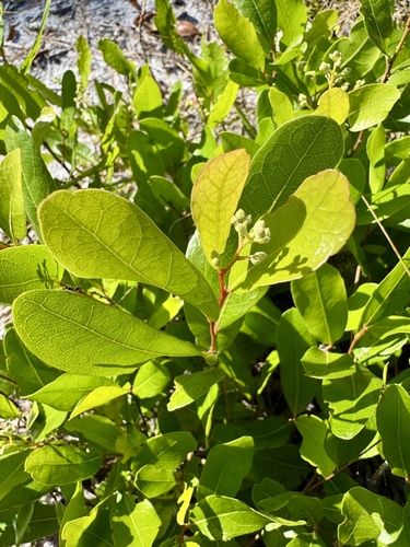 Geobalanus oblongifolius, photograph 3