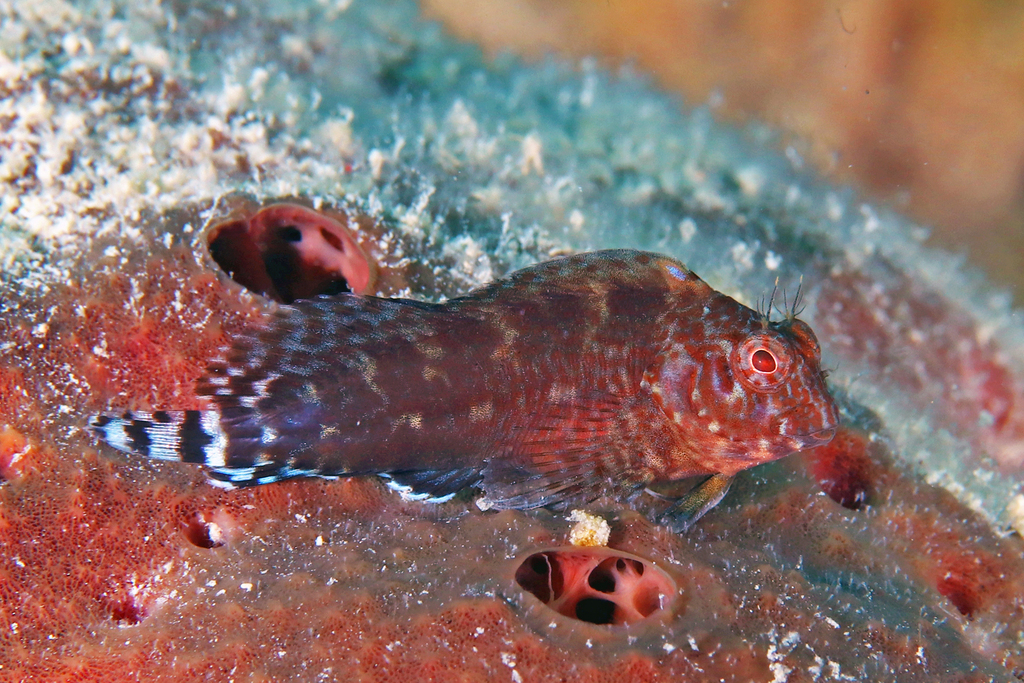 Zebratail Blenny