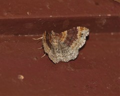 Xanthorhoe spadicearia