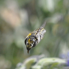 Anthidium maculosum