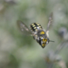 Anthidium maculosum