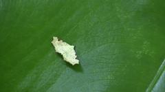 Prolophota trigonifera