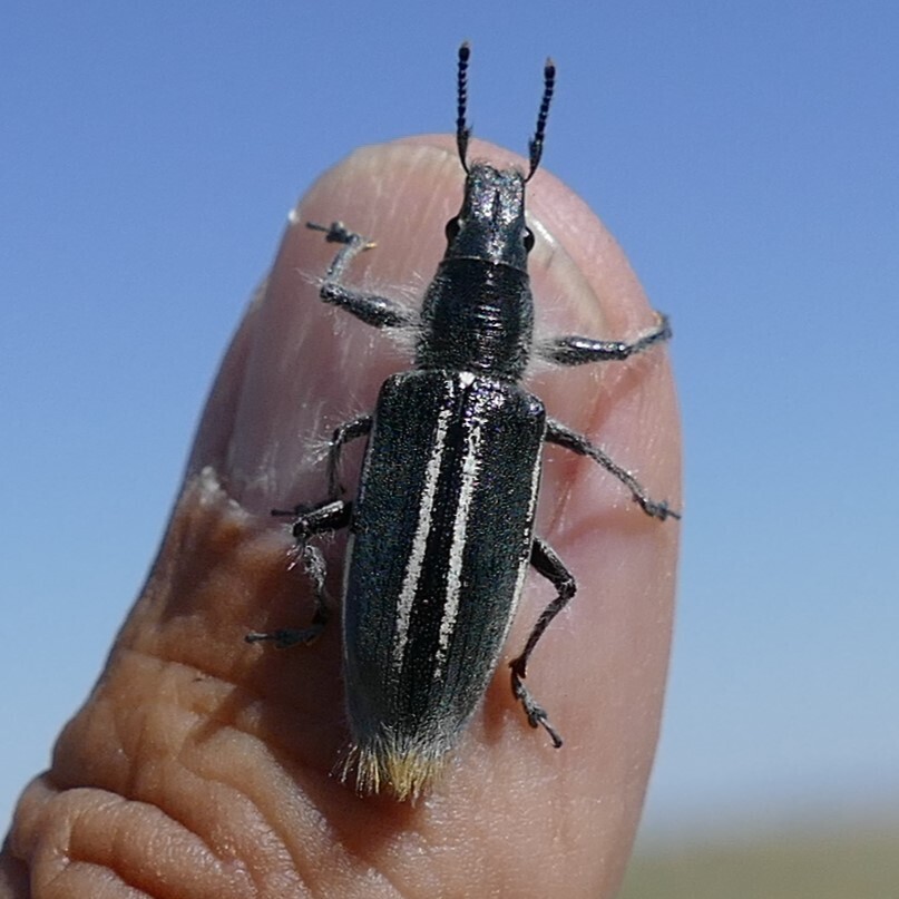 Polyclaeis barbicauda