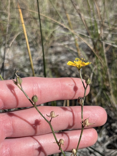Carter's flax (Linum carteri)