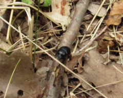 Anoplotrupes