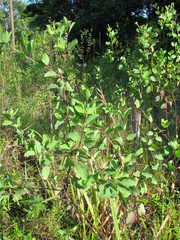 Porophyllum punctatum