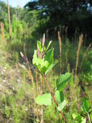 Porophyllum punctatum