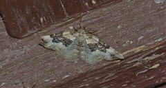 Epirrhoe galiata