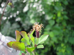 Porophyllum punctatum