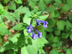 Scutellaria pseudocoerulea
