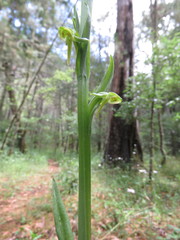 Platanthera brevifolia