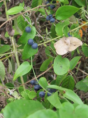 Cocculus diversifolius