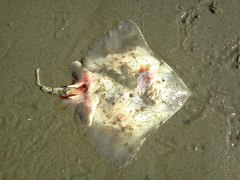 Beringraja binoculata
