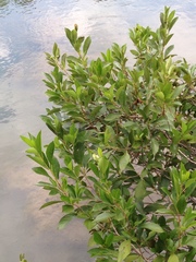 Alnus maritima