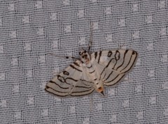 Conchylodes concinnalis