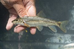 Sperchios Barbel photo 4