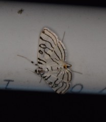 Conchylodes concinnalis