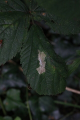 Coptotriche marginea