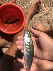 Trachurus mediterraneus
