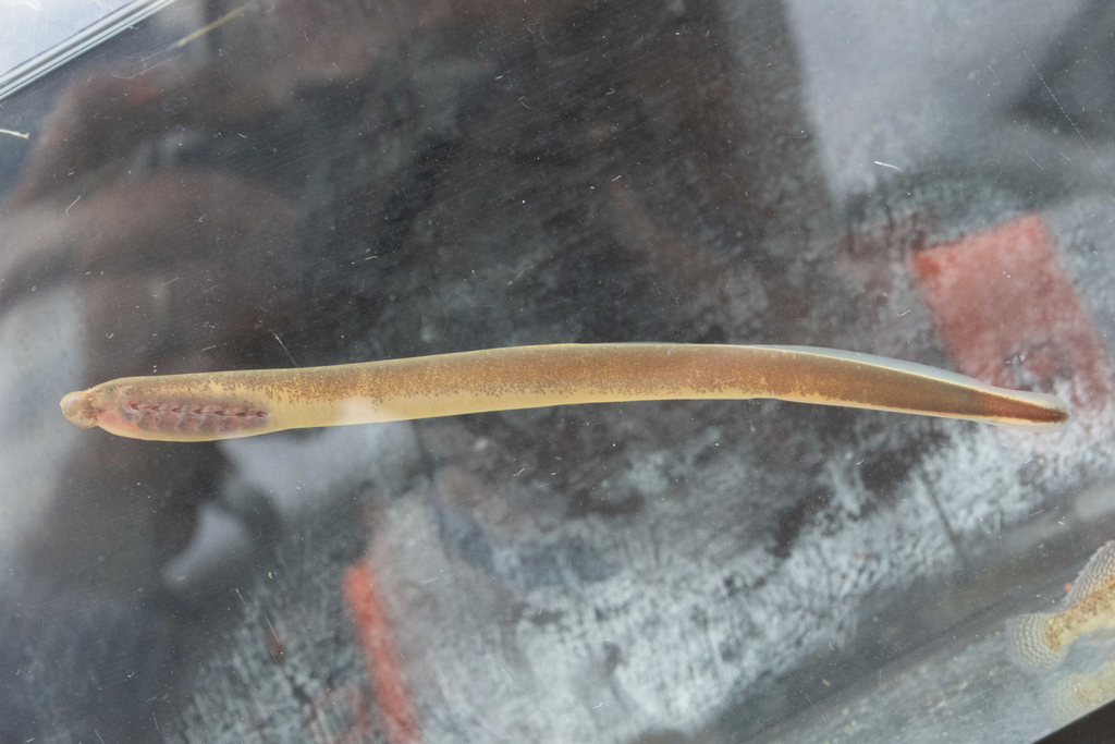 Epirus Brook Lamprey