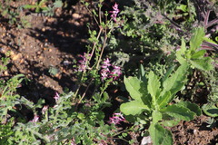 Fumaria muralis muralis