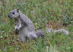 Sciurus niger cinereus