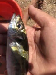 Trachurus mediterraneus