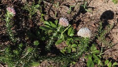 Metalasia pulchella