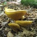 Ash-tree Bolete - Photo (c) Ben Freeman, some rights reserved (CC BY-NC), uploaded by Ben Freeman