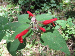 Salvia guevarae