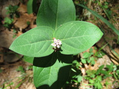 Asclepias ovata