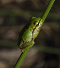Hyla molleri