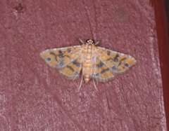 Ommatospila narcaeusalis