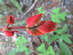 Salvia carranzae