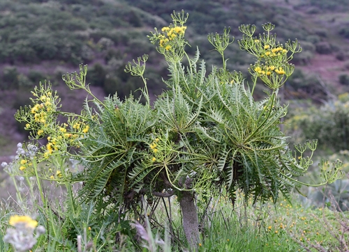Sonchus canariensis (Sonchus canariensis)