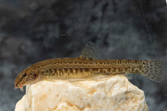 Louros Spined Loach photo 2