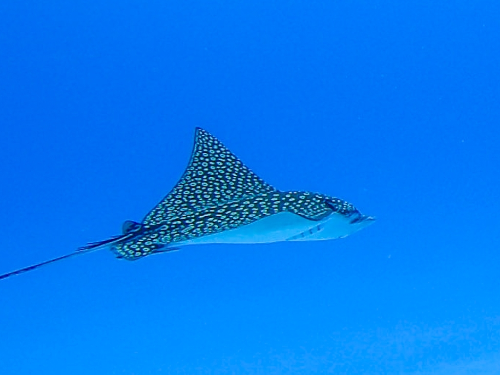 Whitespotted eagle ray flying through open blue water