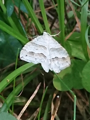 Perizoma parallelolineatum