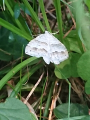 Perizoma parallelolineatum