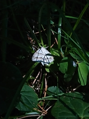 Perizoma parallelolineatum