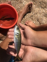 Trachurus mediterraneus