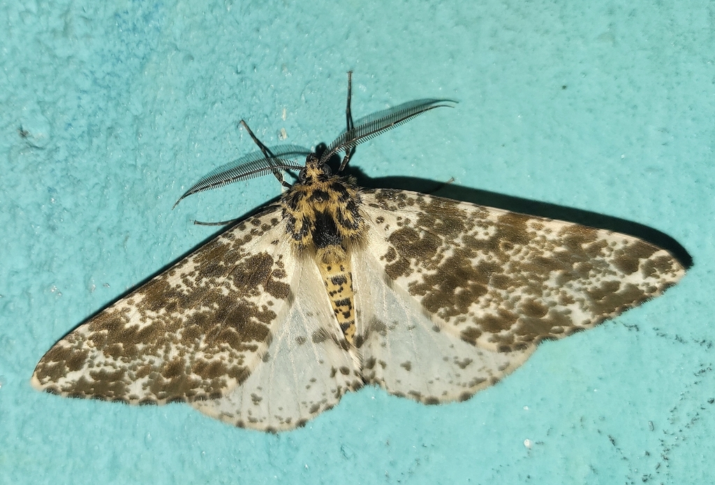 Arichanna schnitzleri